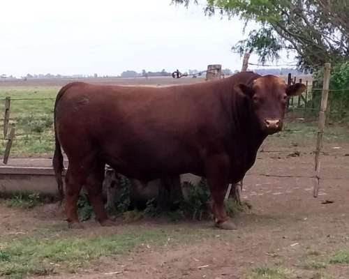 Angus Colorado Manso 2 Años - Agroads