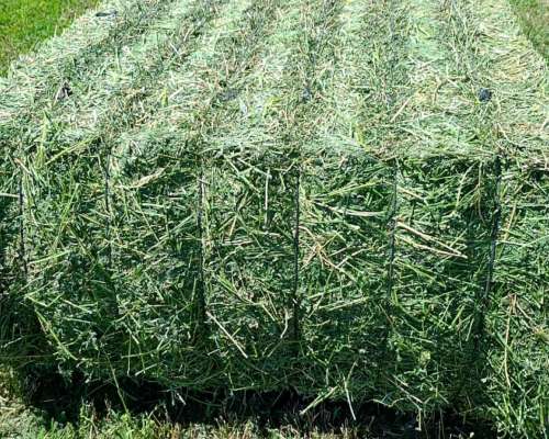 Megafardos de Alfalfa Cuteados