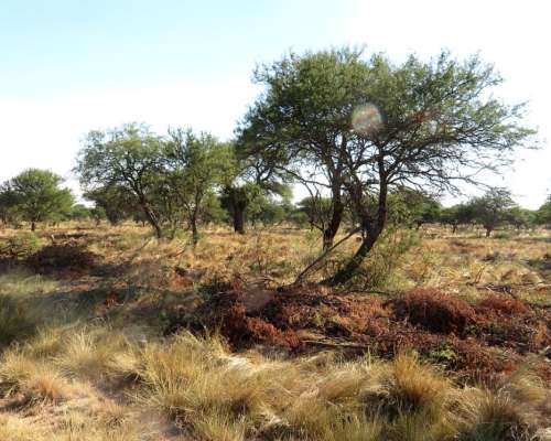 Anchorena- 11400 HA- San Luis