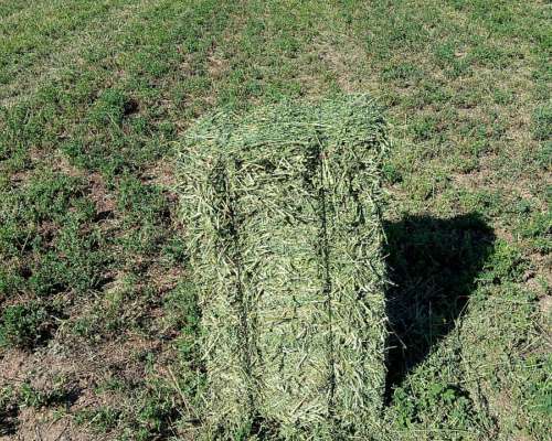 Vendo Fardos de Alfalfa de Primera