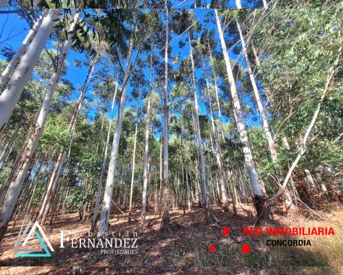 27 Has, con Mejoras y Forestación