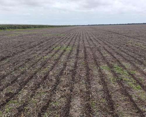 Excelentes 500 Has. Agrícolas en Rapelli, Santiago.