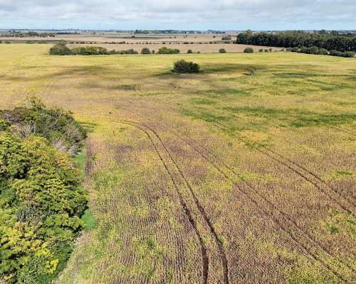 Campo Productivo de 67 Ha en Venta en Baradero Sobre Ruta