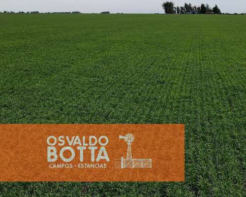Campo Agricola en Venta, Mechongue, Buenos Aires
