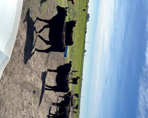 3200 Ha en Anguil
