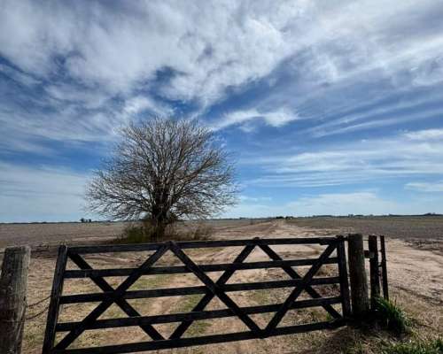 Campo Mixto de 231 Hectáreas Ramallo