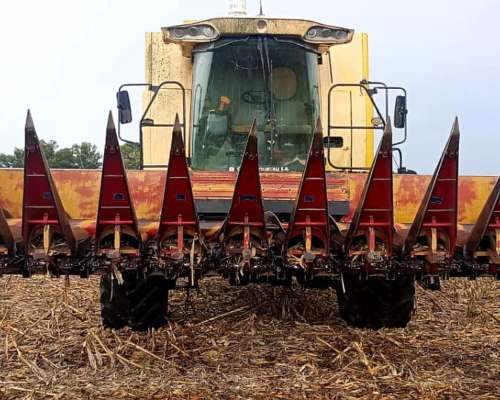 Maicero Mainero 2000, año 2008 de 11 a 52 cm