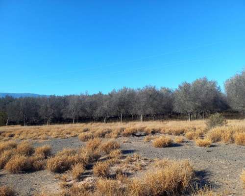 Campo con Fabrica de Aceite de Oliva en Catamarca