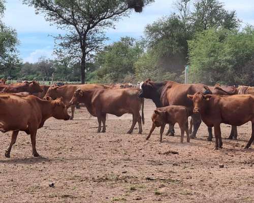 Joaquín V. González, Salta - 1221