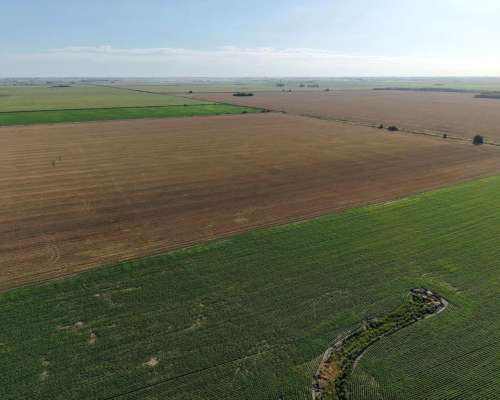 Totoras, Iriondo, Santa FE - 160 Ha