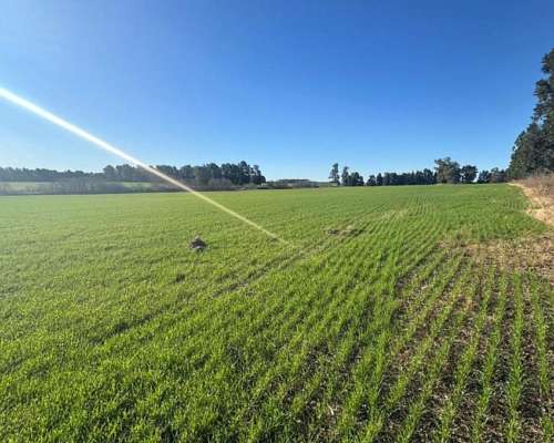 49 Hectáreas Agrícolas en San Pedro.