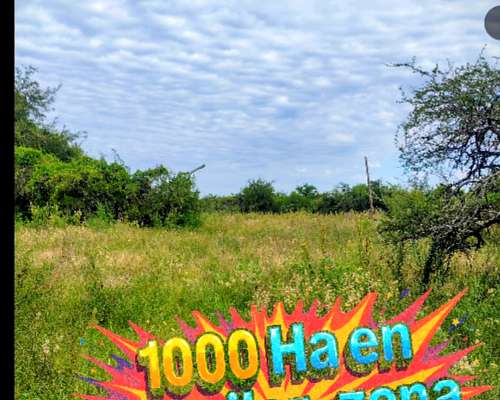 Capo Ganadero en Arriendo