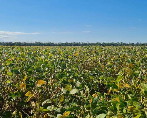 Vendo 5000 Ha Agrícolas Bandera