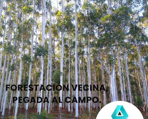Campo Apto Forestación con Rebrotes