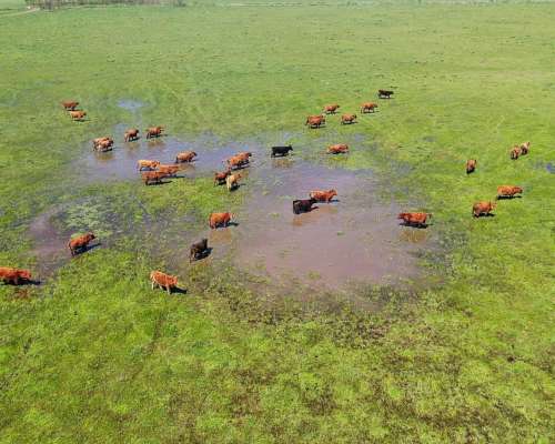 163 Has en Chascomús, Buenos Aires - Mixto - Venta