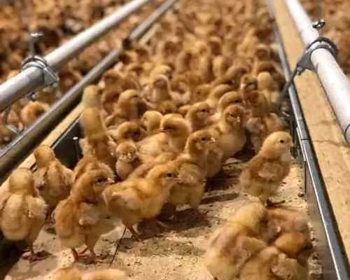 Ponedoras Coloradas, Blancas BB