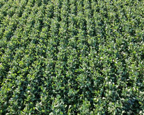 26 Ha Agrícolas. Suelo Clase 1. Depto San Jerónimo.