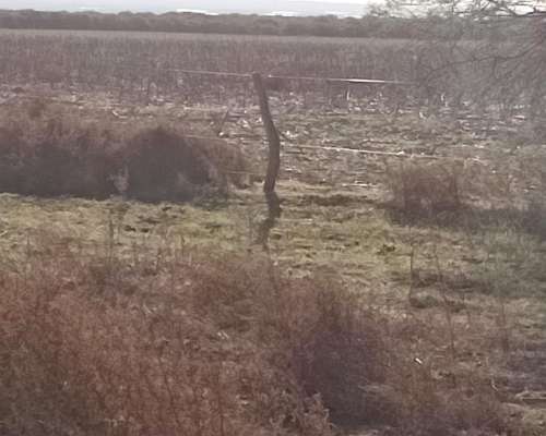 Alquilo Campo en San Luis Zona Juan Llerena