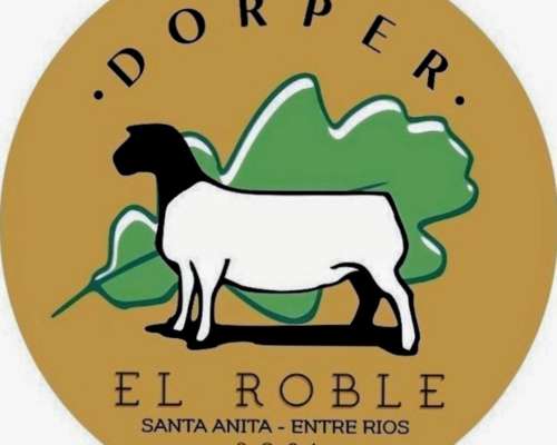 Dorper . Borregos y Carneros