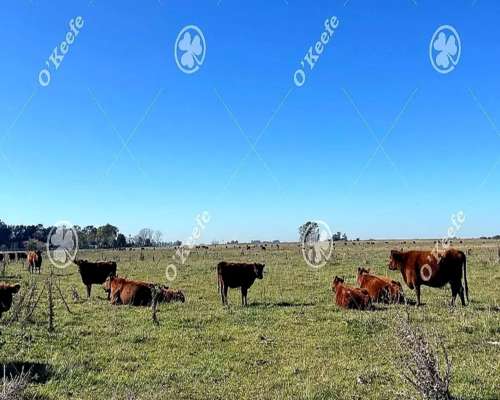 Campo en Venta de 450 Has en Magdalena. Ganadero