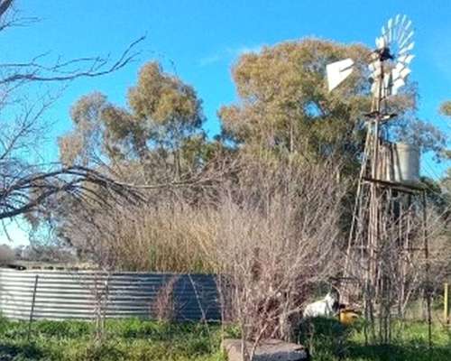 100 Ha Coronel Pringles