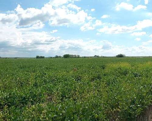 105 Ha Agrícolas. muy Buen Campo. Nogoyá