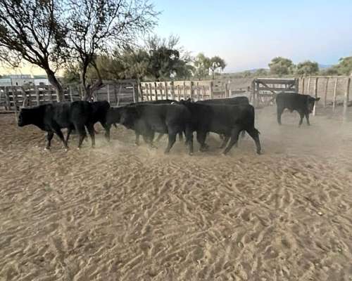 Campo Ganadero - Listo para Escriturar