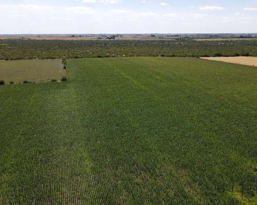 40 Hectáreas Agrícolas en Rosario del Tala, Excelente Tierra