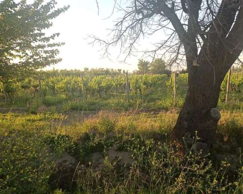 Finca Viñedo Ciruelos Damascos