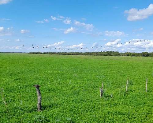 San Javier - Santa FE - Ruta 1 - 1500 Has Ganaderas