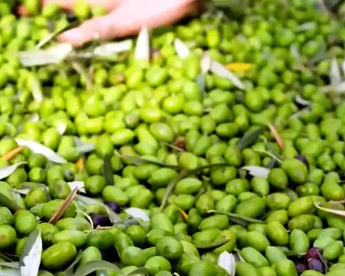 Linda Finca con Producción para Aceite ,5,6 Hectáreas