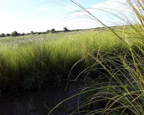 Campo Mixto 286 Hectareas