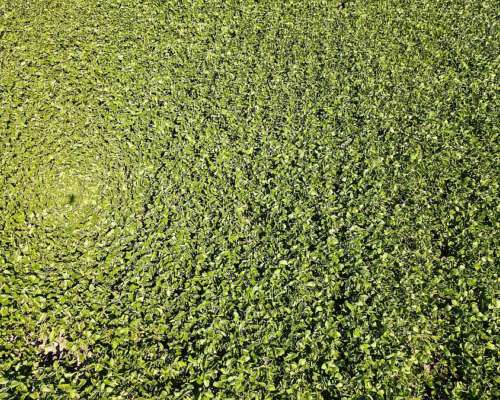 60 Hectáreas Agrícolas Sobre Ruta, Larroque, Entre Rios.