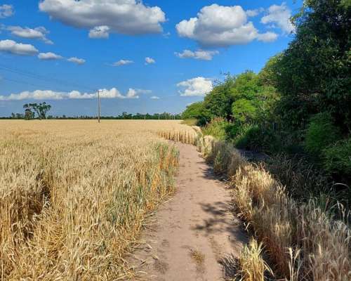 9105 Has SE Venden en Zona Moises Ville