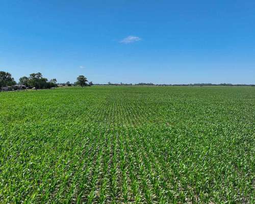 Pcia. de Santa FE - Perez 265 Has