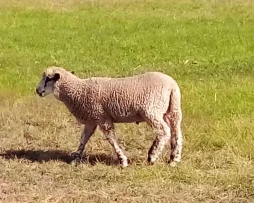 Corderos Borregas en Cordoba