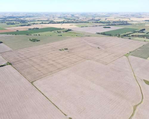 Ba3679 Venta 64 HA. Agricola Capitan Sarmiento Buenos Aires