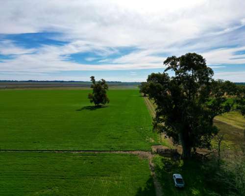 100ha. Rafael Obligado. Mixto.
