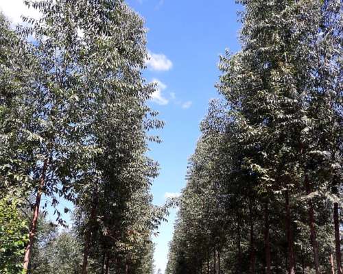 Loreto, San Miguel, Corrientes - 1.072 Ha