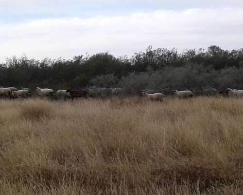 Vendo Campo de 22 Has. Cerca de San Fco. del Monte de ORO