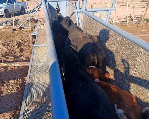 Manga de 6 Metros en Caño Petrolero (sin Iva)
