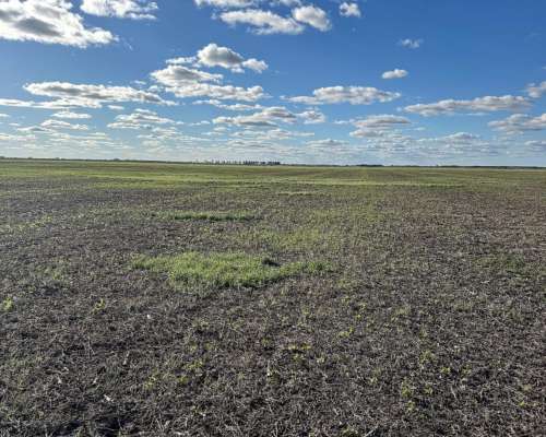 Alquilo 700 Has Agrícolas Rastrojo Soja y Maíz