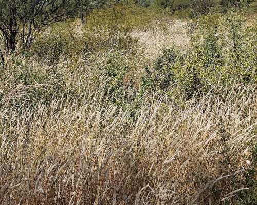 Campo Mixto en Venta - 1549 Hectáreas