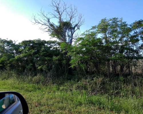 Alquiler / Venta de Campo para Cosecha