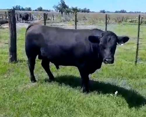 Toros Angus Negro y Colorado