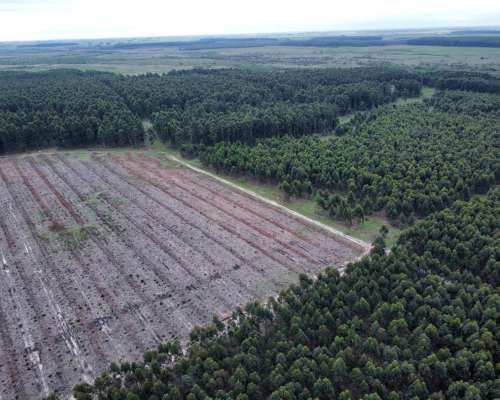 289 Has muy Buen Campo Forestal y Ganadero en Entre Ríos