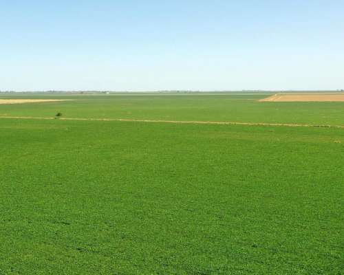 Alejandro Roca, Juárez Celman, Córdoba - 130 Ha
