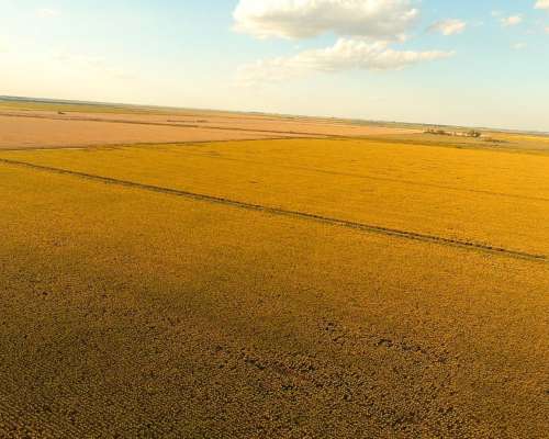 Campo en el Fortin, Córdoba 115 Has en Venta