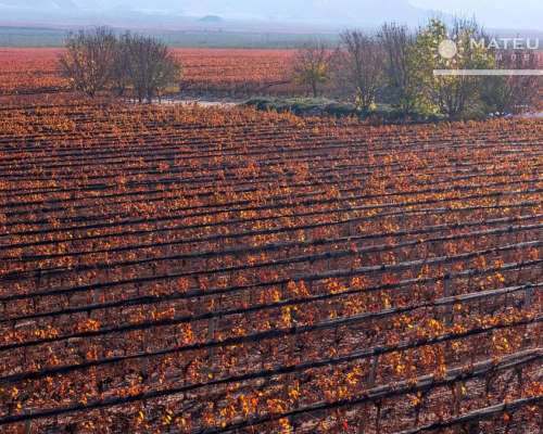 104 Has. Finca con Viñedos en el Cepillo, Mendoza