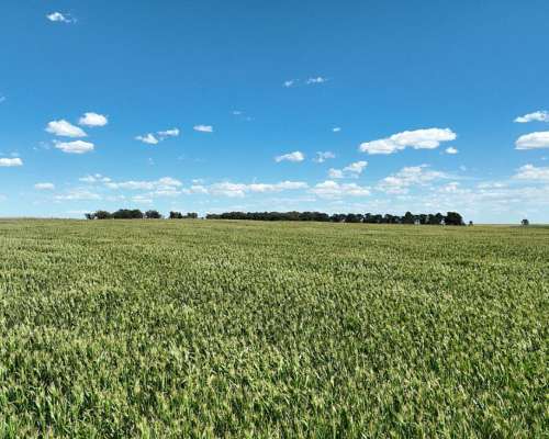 851 Has. Campo Agrícola en Tandil